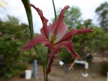 Gladiolus.liliaceus.daytime