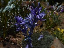 Ixia "Teal" seedling - blue-purple