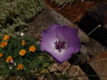 Calochortus splendens