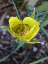 Calochortus clavatus.var,recurvifolius