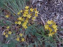 Triteleia ixioides