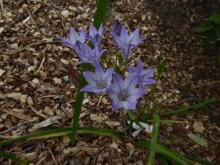 Triteleia elegans