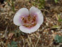 Calochortus argillosus