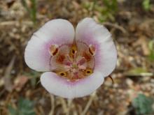 Calochortus argillosus