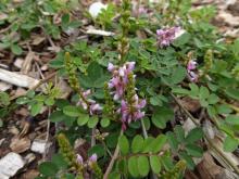 Indigofera pseudotinctoria