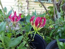 Gloriosa superba