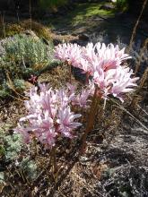 Lycoris incarnata 8-02-16