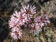 Lycoris incarnata 8-02-16