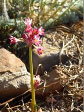 Calostemma purpureum