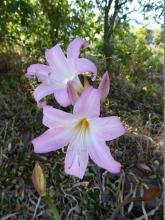 pale-pink seedling Amaryllis belladonna