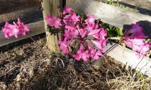 deep-pink Amaryllis belladonna