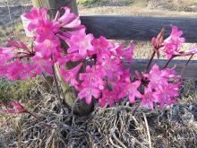 deep-pink Amaryllis belladonna