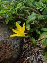 Sternbergia sicula