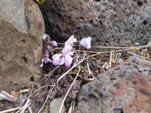 Cyclamen graecum