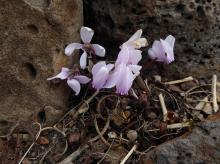 Cyclamen graecum