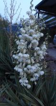 variegated yucca
