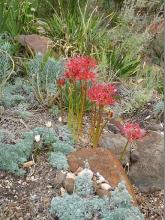 Lycoris radiata