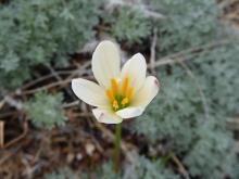 Zephyranthes "lemon"