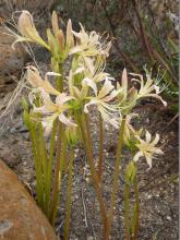 Lycoris elsae