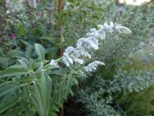 Salvia leucantha 'Velour White'