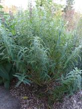 Salvia leucantha 'Velour White'