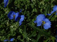 Commelina elegans