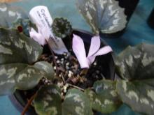 Jon's Cyclamen mirabile