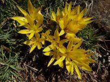 Sternbergia sicula