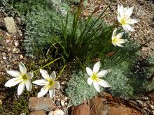 Zephyranthes "lemon"