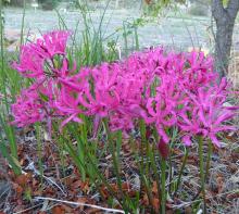 Nerine rosea