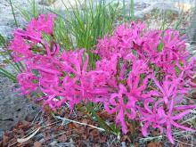 Nerine rosea