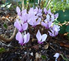 Cyclamen hederifolium