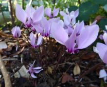 Cyclamen hederifolium