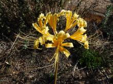 Lycoris aurea