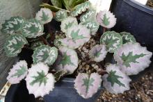 Cyclamen mirabile ex 'Tilebarn Nicholas'