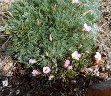Artemisia caucasica with Oxalis flava