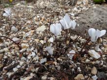 Cyclamen graecum album