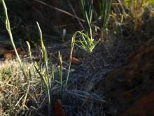 Narcissus viridiflorus