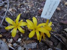 Sternbergia greuteriana