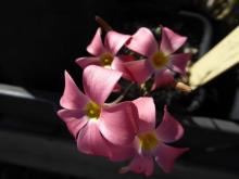 Oxalis hirta "Salmon form"