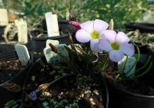 Oxalis polyphylla var. heptaphylla