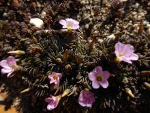 Oxalis flava (mauve form)