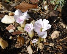 Oxalis palmifrons in flower at 10:30am April 22