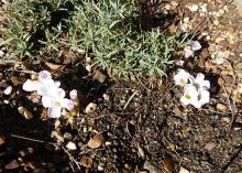 Oxalis palmifrons in flower at 10:00am April 23