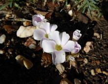 Oxalis palmifrons in flower at 10:00am April 23