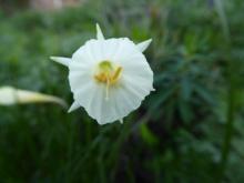 Narcissus 'Nylon Group'