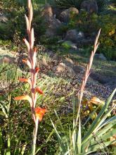 Gladiolus dalenii