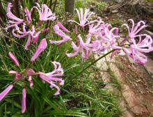 Nerine humilis 