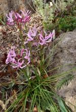 Nerine not quite filifolia