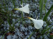 Narcissus 'Nylon Group' seedling